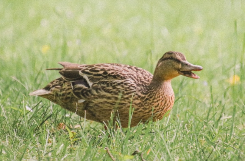 Fotografie Shot 1